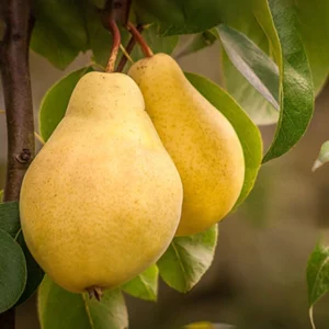 image du produit: Fragrance Oil <span>Bartlett Pear</span>