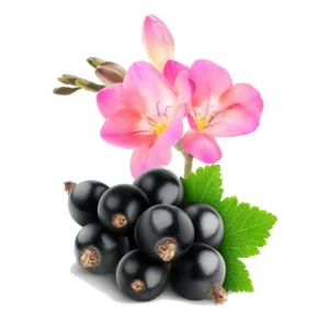image du produit: Fragrance Oil <span>Black currant and freesia</span>