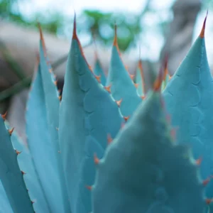 image du produit: Fragrance Oil <span>Blue agave</span>