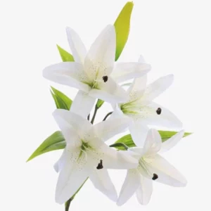 image du produit: Fragrance Oil <span>Calla Lily</span>