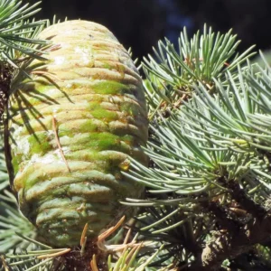 image du produit: Fragrance Oil <span>Cedar wood</span>