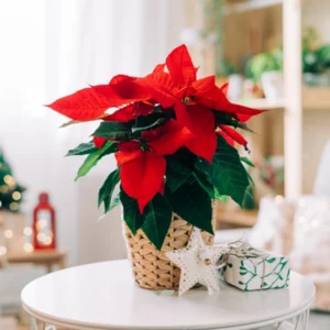image du produit: Fragrance Oil <span>Christmas Flower</span>