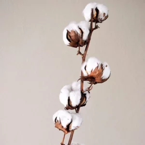 image du produit: Fragrance Oil <span>Clean Cotton</span>