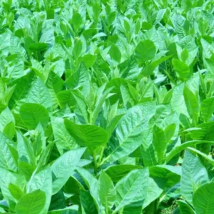 image du produit: Fragrance Oil <span>Cuban Tobacco</span>