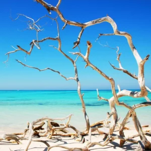 image du produit: Fragrance Oil <span>Driftwood</span>