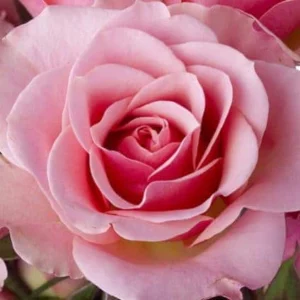 image du produit: Fragrance Oil <span>English Rose</span>
