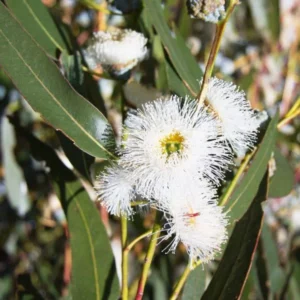 image du produit: Fragrance Oil <span>Eucalyptus</span>