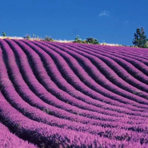 image du produit: Fragrance Oil <span>French Lavender</span>