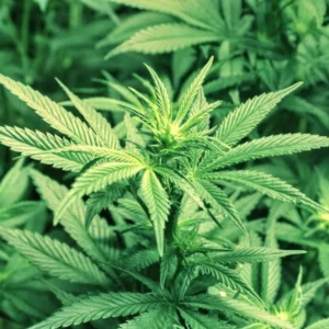image du produit: Fragrance Oil <span>Hemp</span>