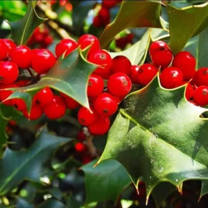 image du produit: Fragrance Oil <span>Holly</span>