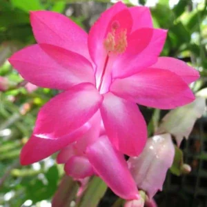 image du produit: Fragrance Oil <span>Island Flowers</span>
