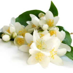 image du produit: Fragrance Oil <span>Jasmine</span>