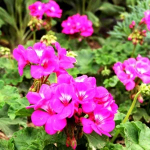 image du produit: Fragrance Oil <span>Lemongrass and Geranium</span>