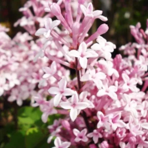 image du produit: Fragrance Oil <span>Lilac</span>