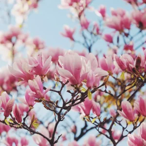 image du produit: Fragrance Oil <span>Magnolia Blossom</span>