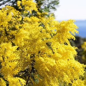 image du produit: Fragrance Oil <span>Mimosa Blossom</span>