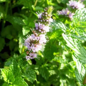 image du produit: Fragrance Oil <span>Patchouli</span>