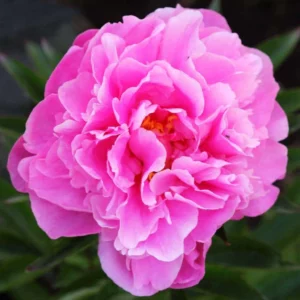 image du produit: Fragrance Oil <span>Peony</span>