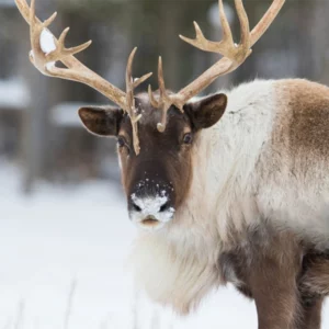 image du produit: Fragrance Oil <span>Reindeer poo</span>