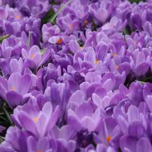 image du produit: Fragrance Oil <span>Violet</span>