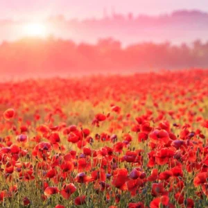 image du produit: Fragrance Oil <span>Wild Poppy</span>